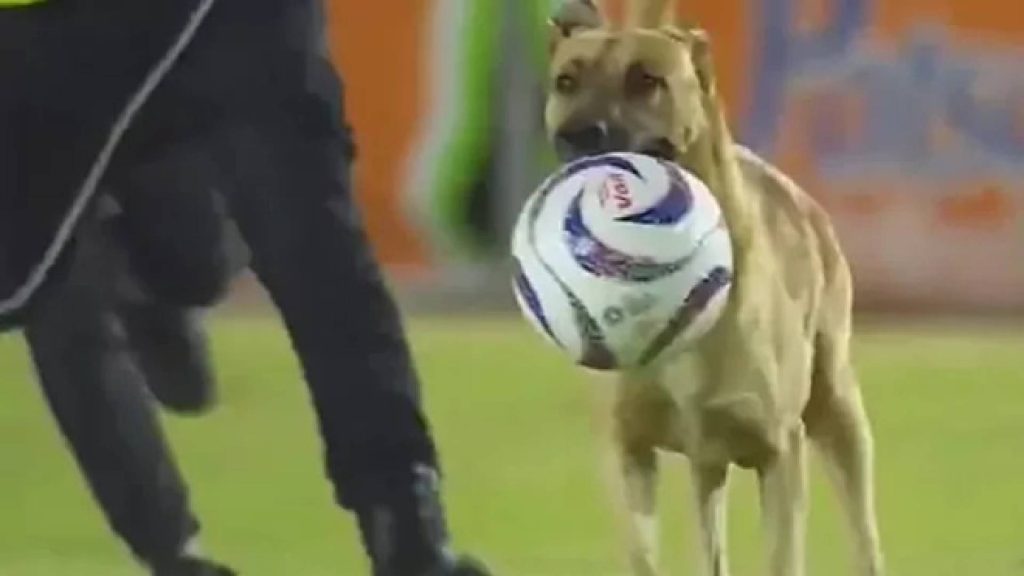 Seekor Anjing Dikesan ‘Mencuri’ Ketika Aksi Berlangsung